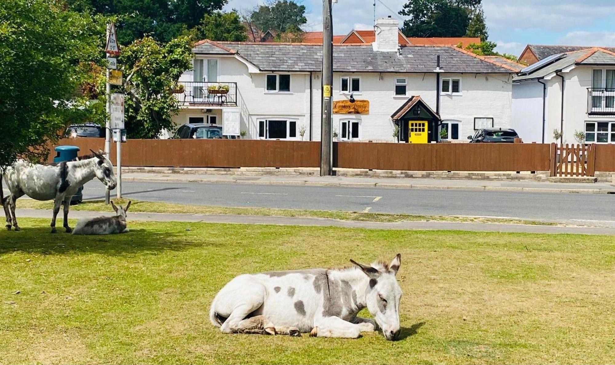 Cottage Lodge Hotel Brockenhurst Bagian luar foto